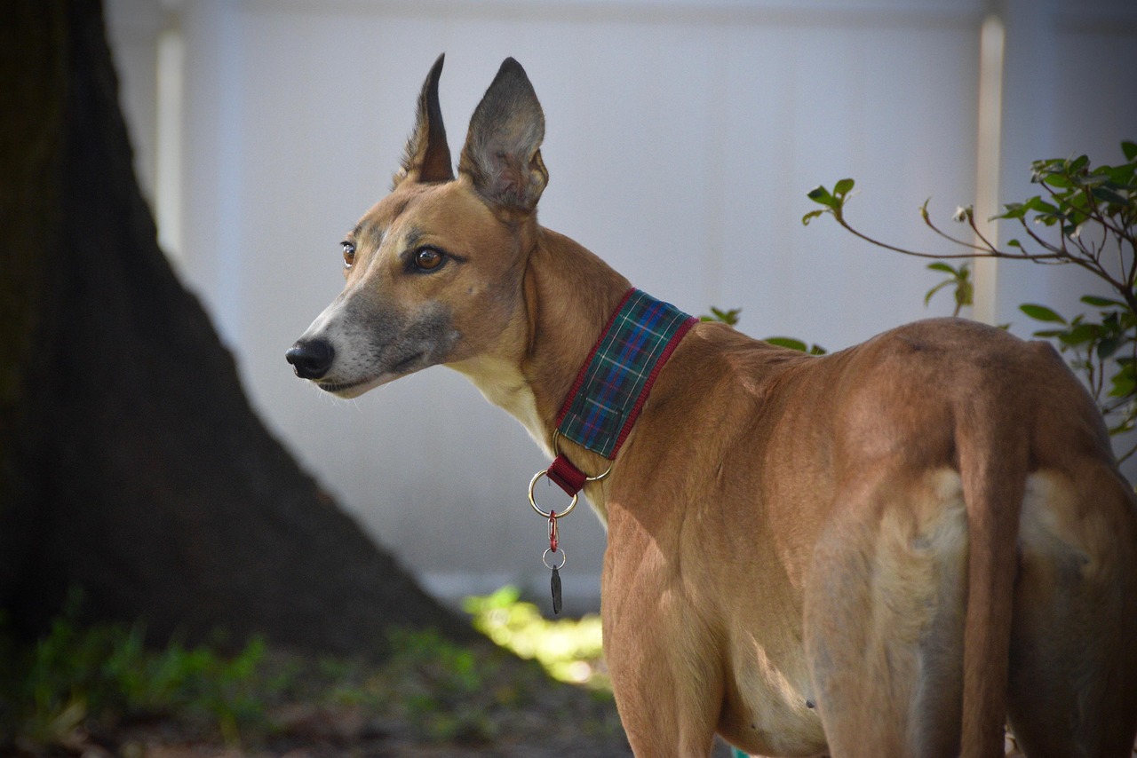Greyhound racing