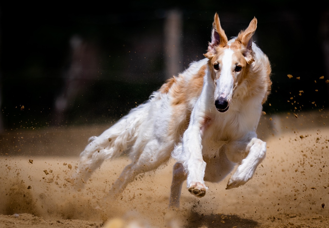 Dog racing