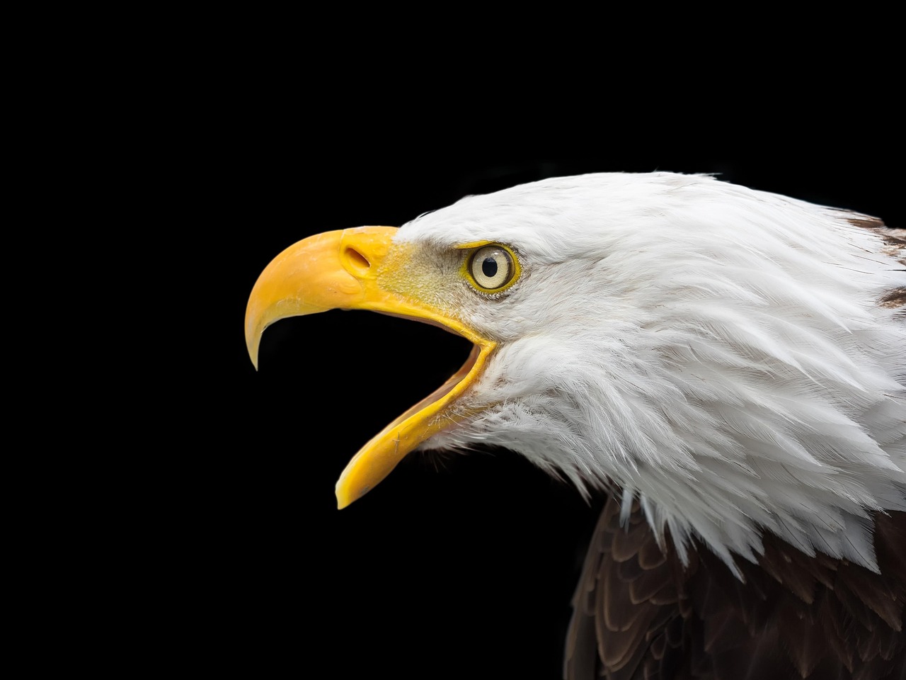 Eagles
